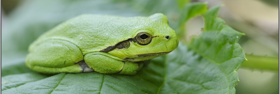 a green frog sitting on a green leaf